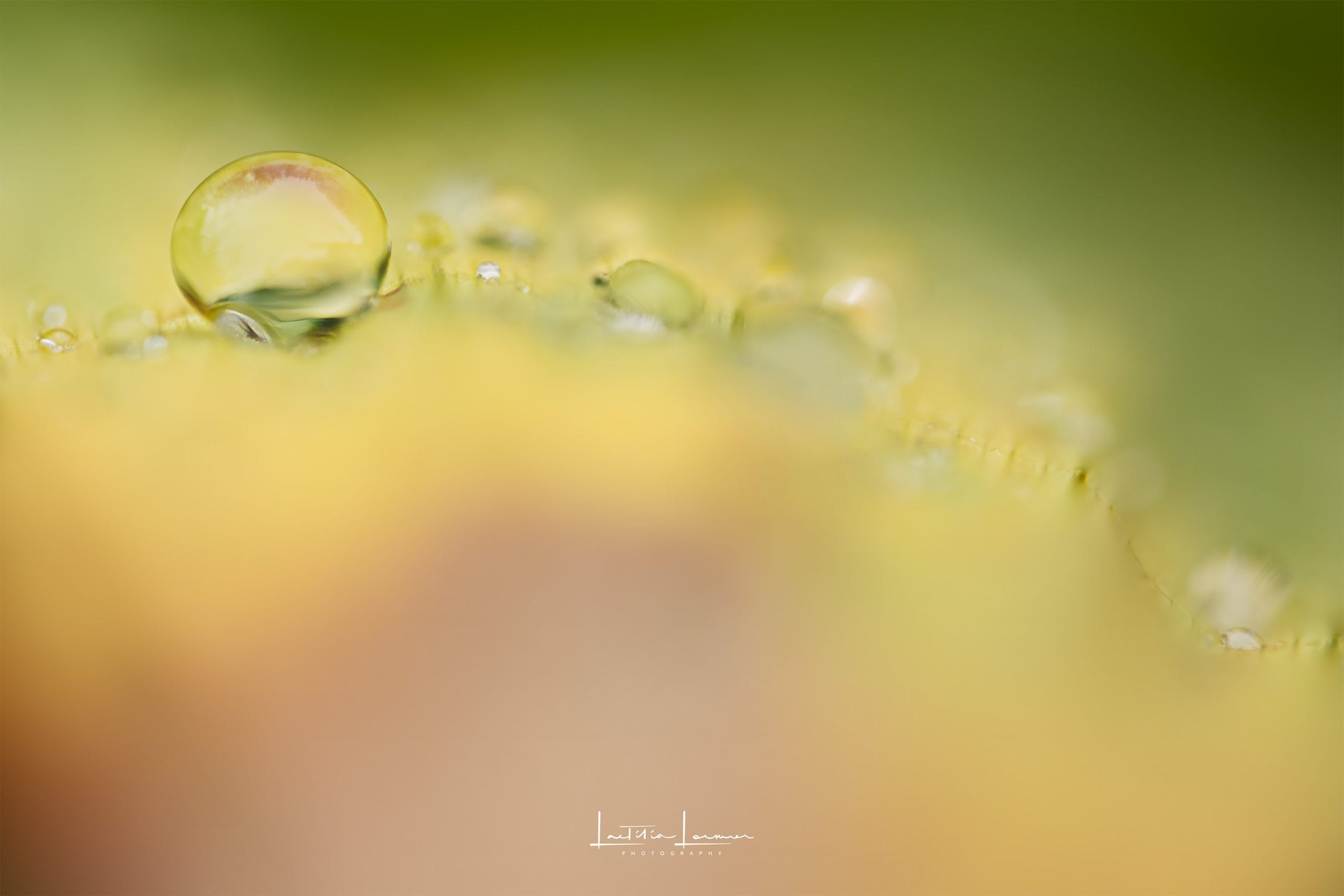 Goutte d'eau prise en macrophotographie avec une grande ouverture. Formation personnalisée en photographie Paris et en ligne