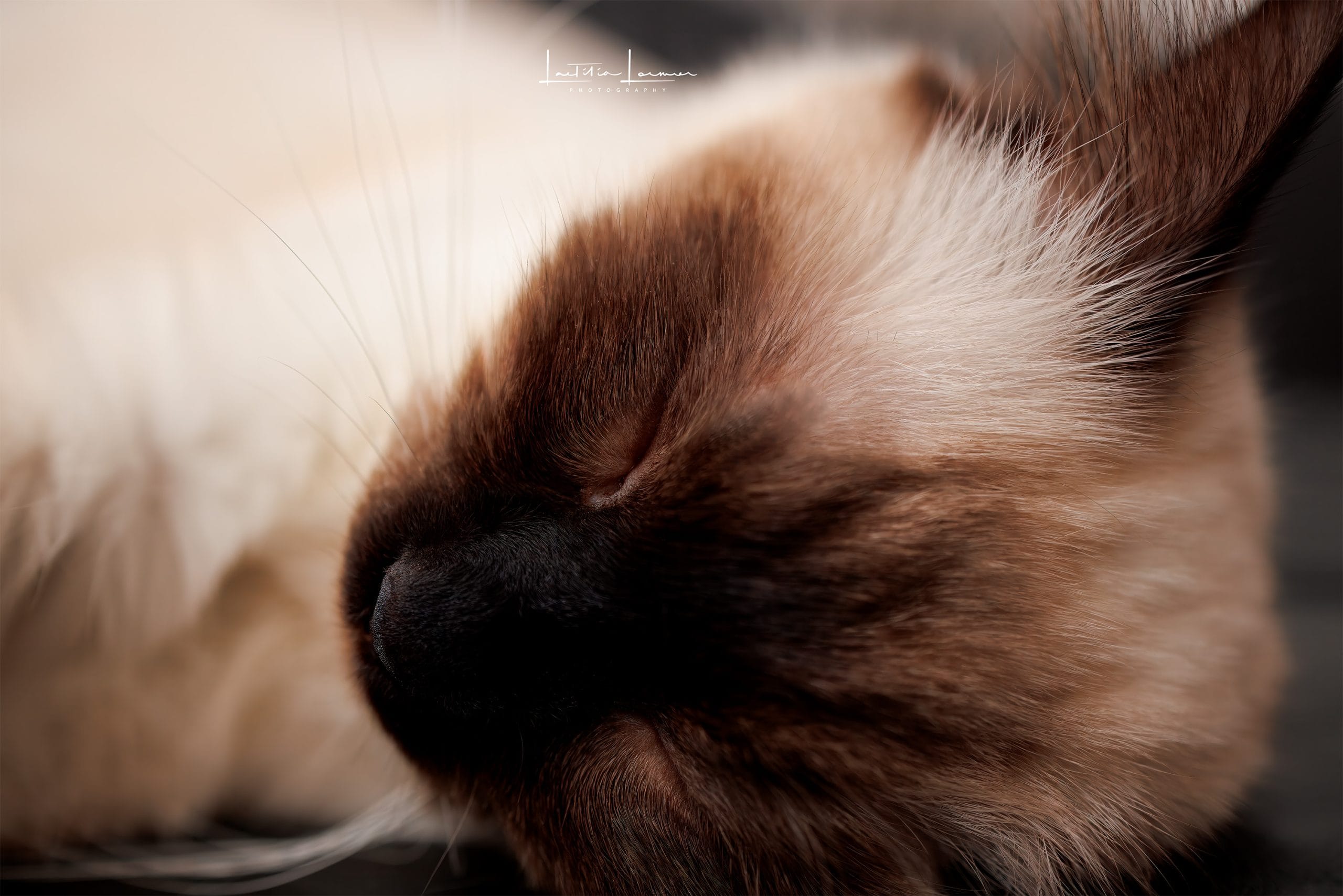 Chat (Sacré de Birmanie) en train de dormir et avec un air apaisé.