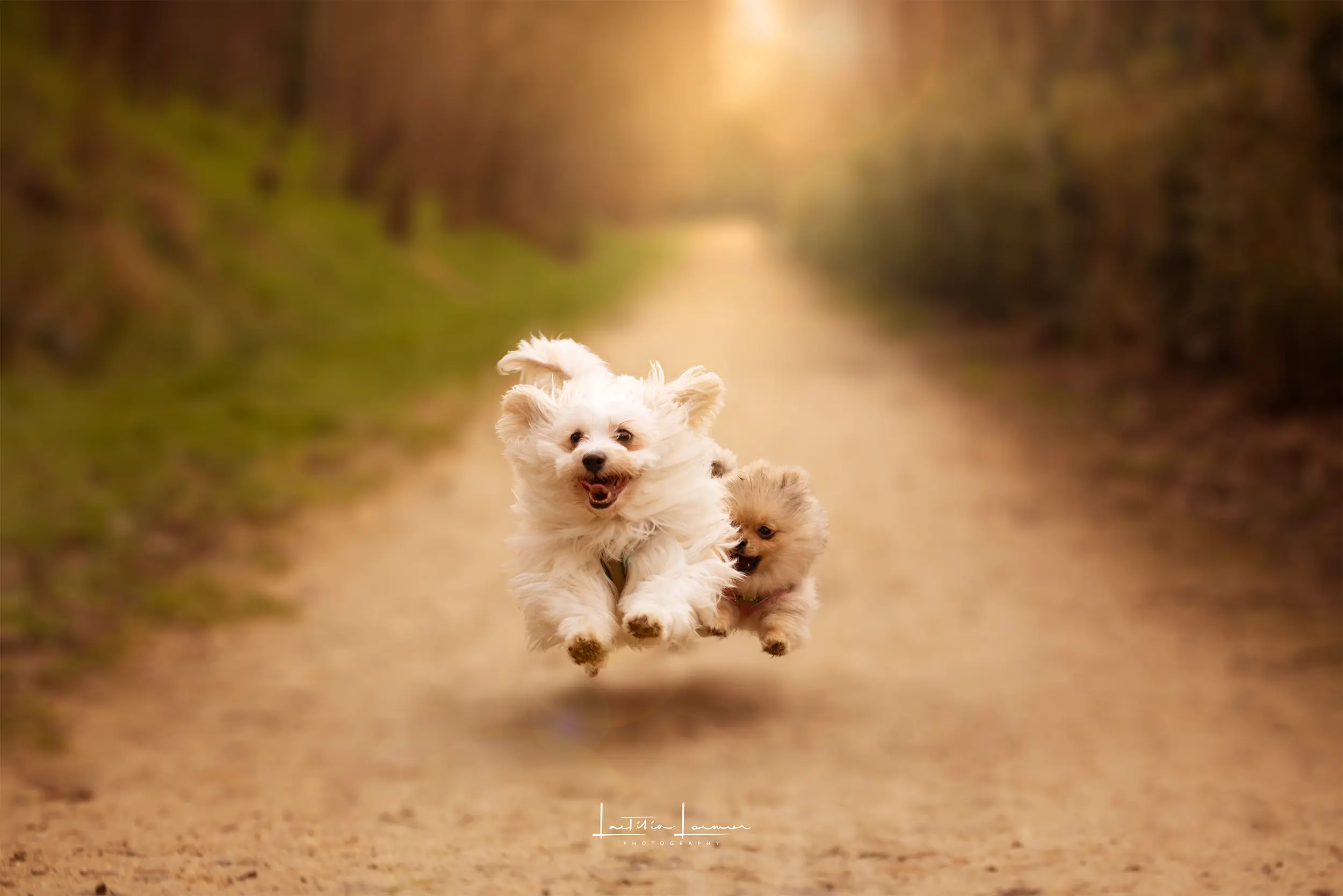 Deux petits chiens, un blanc et un beige, courant et sautant joyeusement sur un chemin forestier baigné de lumière dorée – série : Les rois de la maison. Fleur mauve en macro-photographie dans une atmosphère pastel et onirique – série Les petits mondes poétiques.