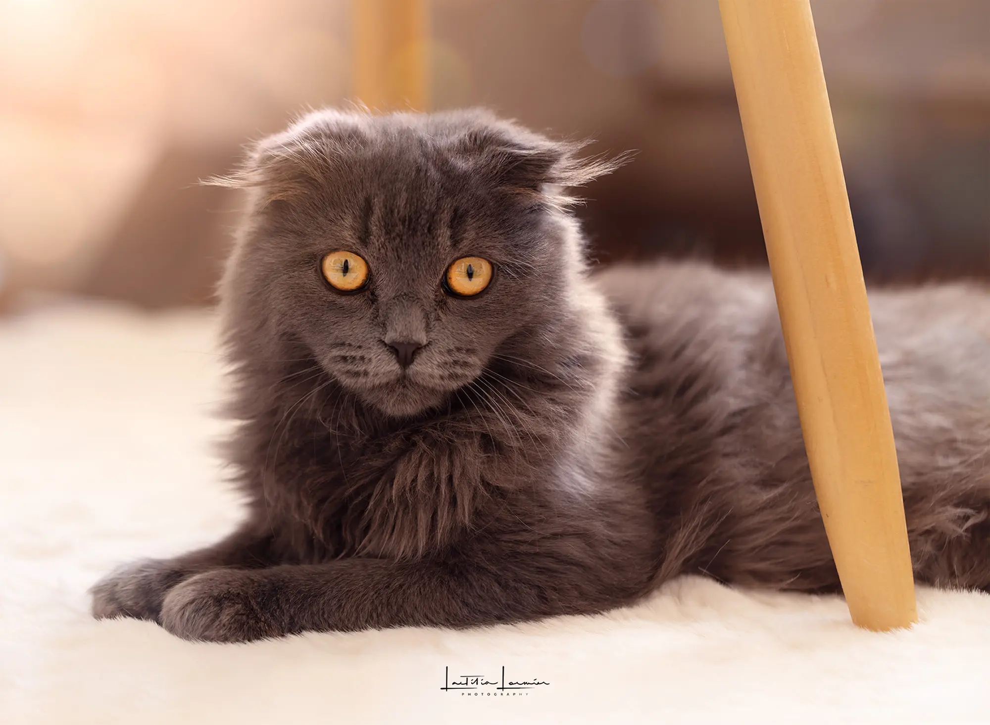 Chat gris aux yeux ambrés, allongé sur un plaid blanc sous une chaise en bois, baigné de lumière naturelle – série : Les rois de la maison. Fleur mauve en macro-photographie dans une atmosphère pastel et onirique – série Les petits mondes poétiques.