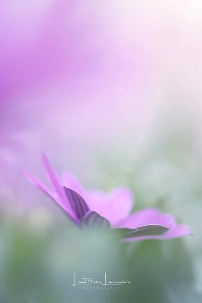 Fleur mauve en macro-photographie dans une atmosphère pastel et onirique – série Les petits mondes poétiques., Photographe et formatrice photo - Paris
