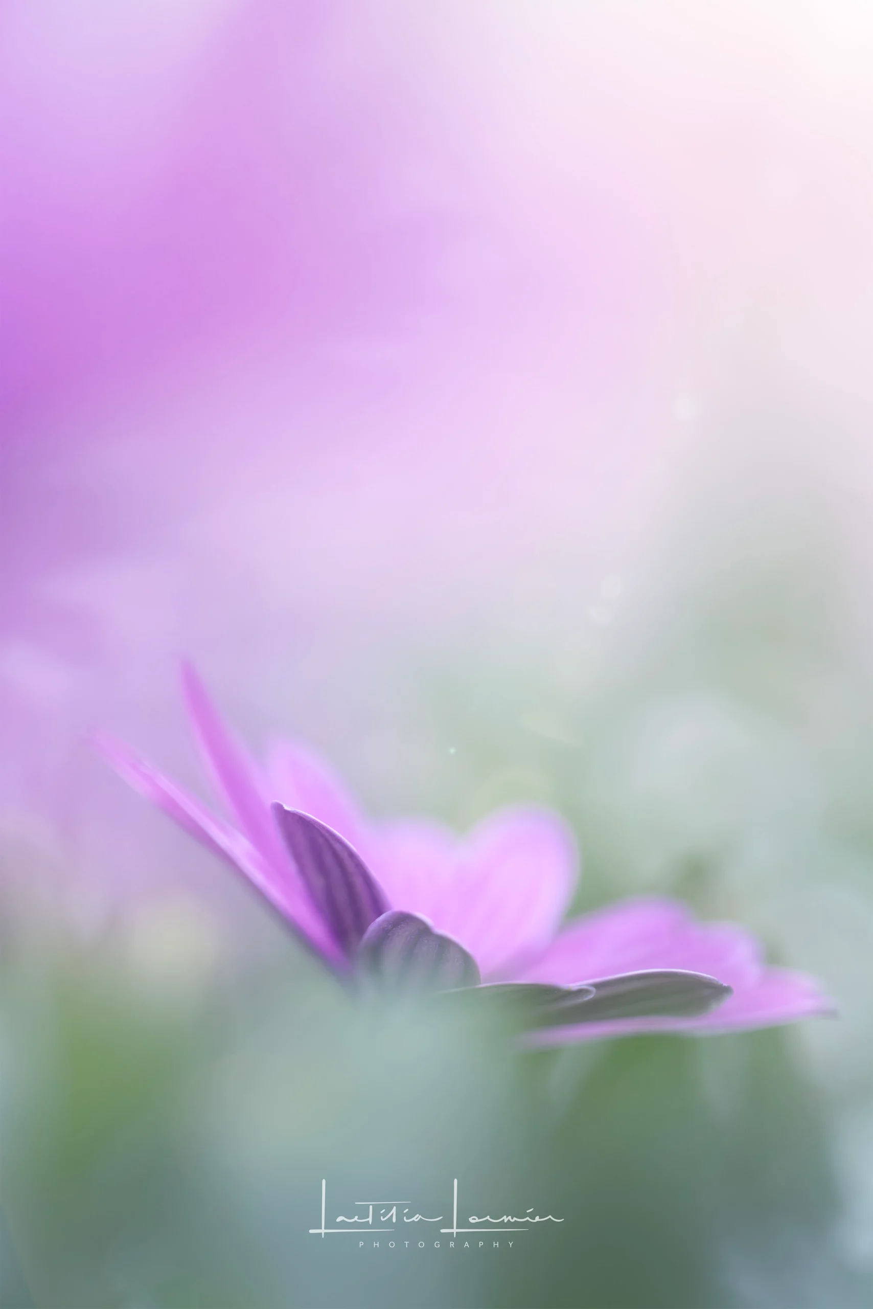 Fleur mauve en macro-photographie dans une atmosphère pastel et onirique – série Les petits mondes poétiques., Photographe et formatrice photo - Paris  