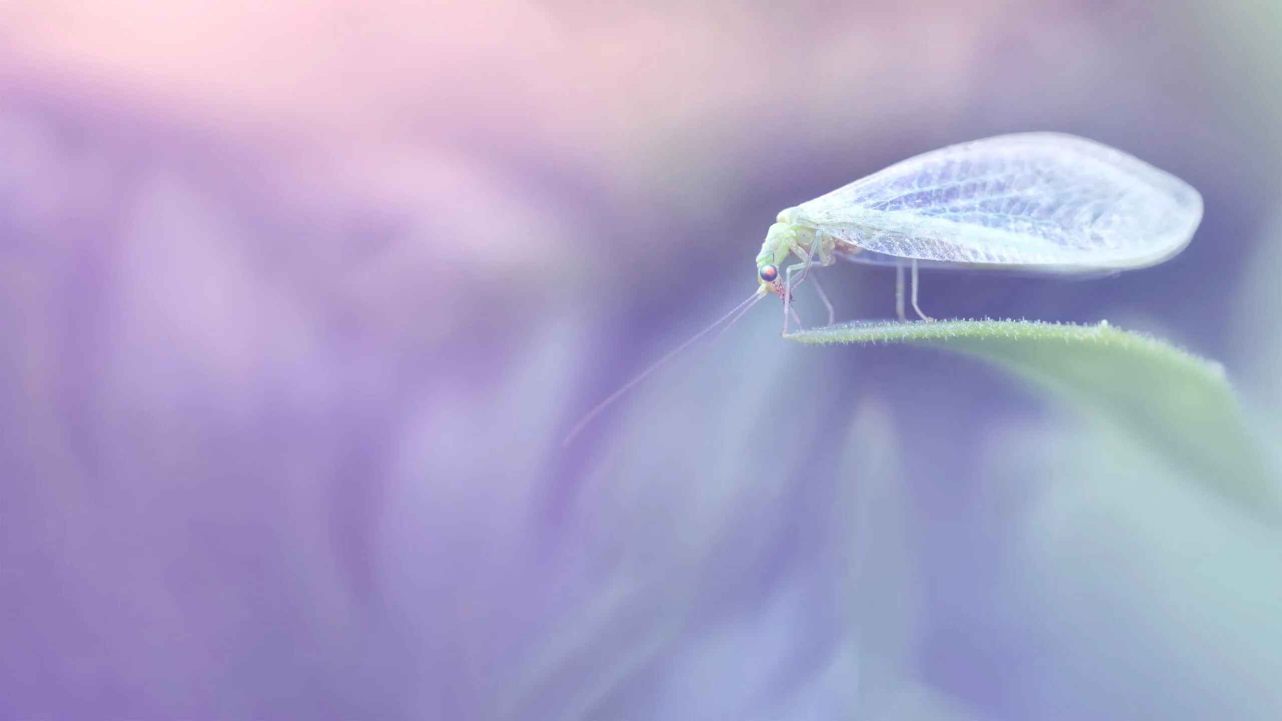 Chrysope verte inclinée sur une feuille, baignée d’une lumière douce – Série « Les petits mondes poétiques », Photographe et formatrice photo - Paris